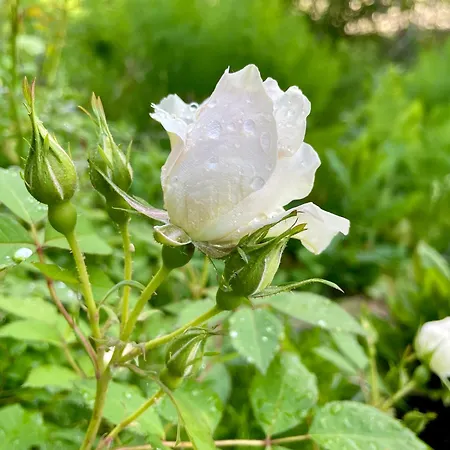 De Charme Le Clos De La Fontaine Piscine & Labastide-Marnhac